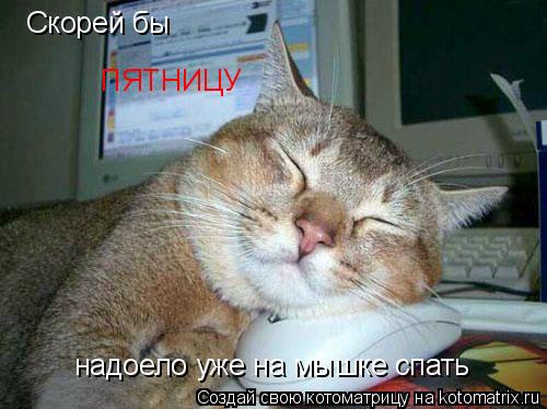 Скорей бы ПЯТНИЦУ надоело уже на мышке спать... Котоматрица: Скорей бы ПЯТНИЦУ надоело уже на мышке спать