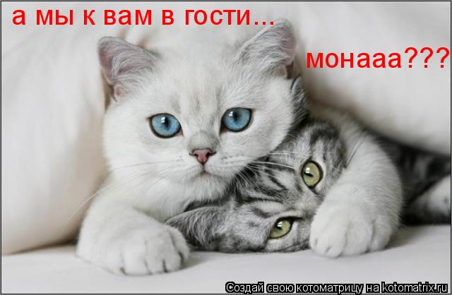 Спрашиваете почему уши длинные??? Курите и превротитесь в меня ! Я идеал кота!=)... Котоматрица: Спрашиваете почему уши длинные??? Курите и превротитесь в меня ! Я идеал кота!=)