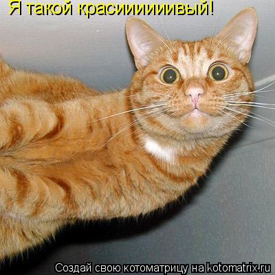 Я такой красиииииивый!... Котоматрица: Я такой красиииииивый!