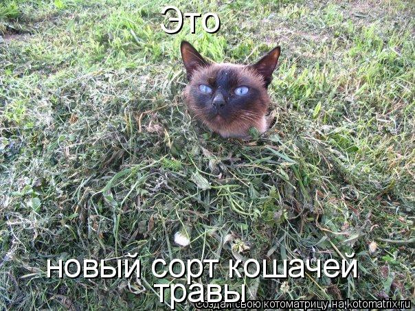 Это новый сорт кошачей травы... Котоматрица: Это новый сорт кошачей травы