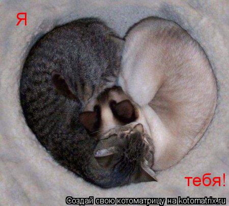 Я тебя!... Котоматрица: Я тебя!