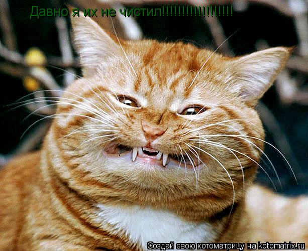 Котоматрица: Давно я их не чистил!!!!!!!!!!!!!!!!!!