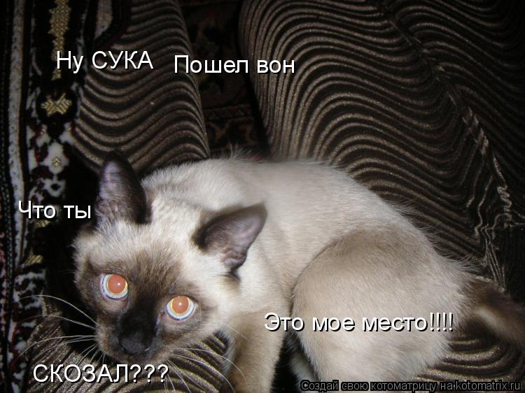 Ну СУКА Это мое место!!!! Что ты СКОЗАЛ??? Пошел вон... Котоматрица: Ну СУКА Это мое место!!!! Что ты СКОЗАЛ??? Пошел вон