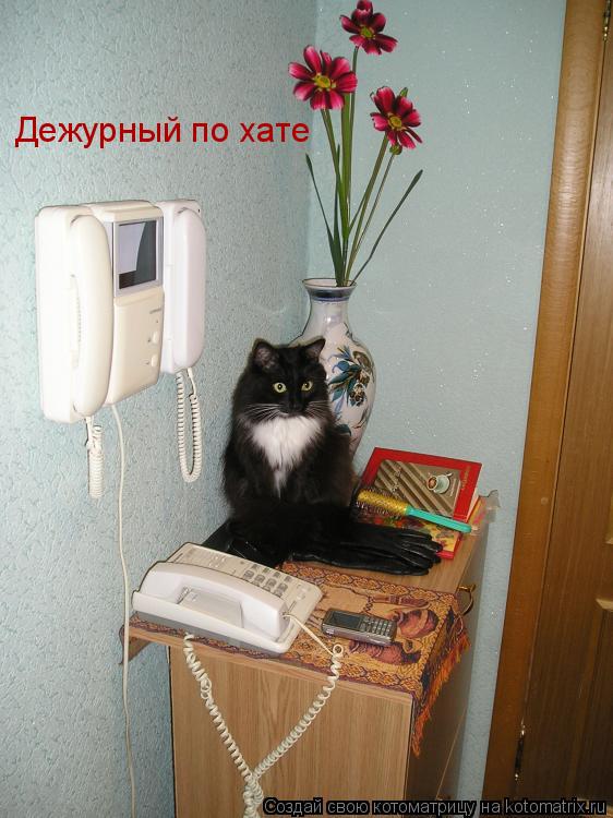 Котоматрица: Дежурный по хате
