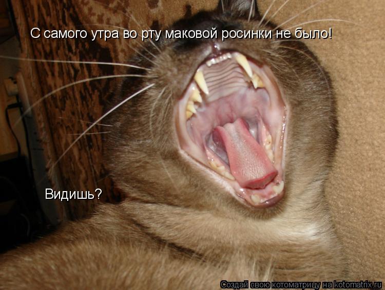 С самого утра во рту маковой росинки не было! Видишь?... Котоматрица: С самого утра во рту маковой росинки не было! Видишь?