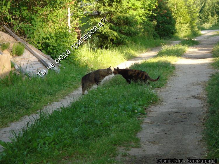 Ты чё сюда припёрся,а?!... Котоматрица: Ты чё сюда припёрся,а?!