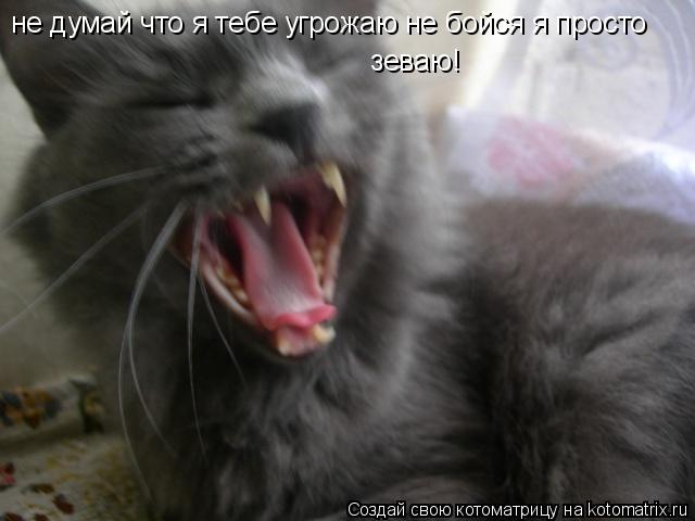не думай что я тебе угрожаю не бойся я просто зеваю!... Котоматрица: не думай что я тебе угрожаю не бойся я просто зеваю!