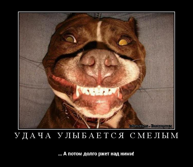 Удача улыбается смелым ... А потом долго ржет над ними!... Котоматрица: Удача улыбается смелым ... А потом долго ржет над ними!