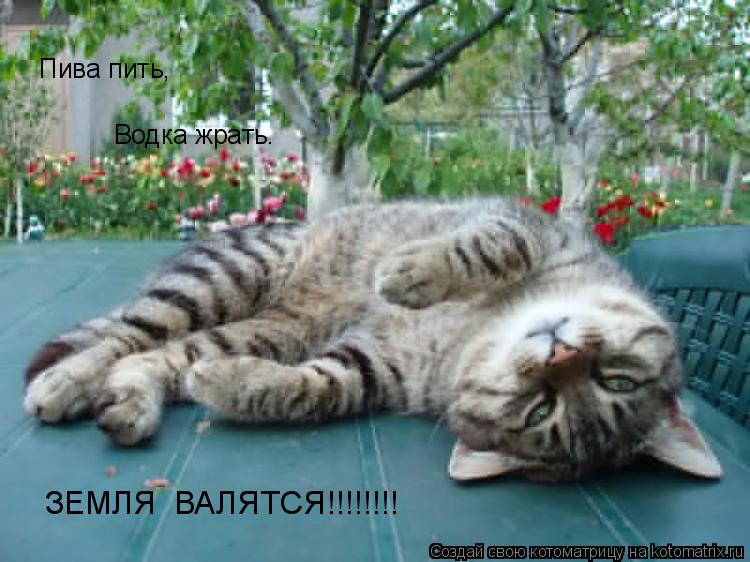 Пива пить, Водка жрать. ЗЕМЛЯ ВАЛЯТСЯ!!!!!!!!... Котоматрица: Пива пить, Водка жрать. ЗЕМЛЯ ВАЛЯТСЯ!!!!!!!!