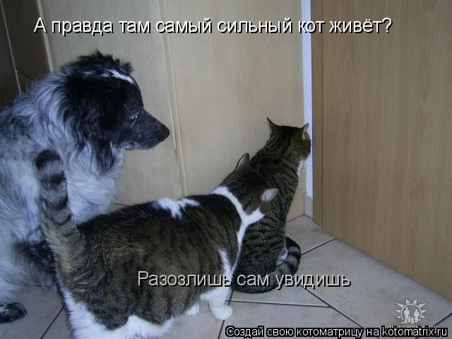 А правда там самый сильный кот живёт? Разозлишь сам увидишь... Котоматрица: А правда там самый сильный кот живёт? Разозлишь сам увидишь
