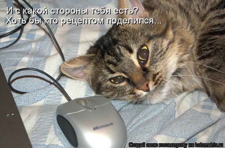 И с какой стороны тебя есть? Хоть бы кто рецептом поделился...... Котоматрица: И с какой стороны тебя есть? Хоть бы кто рецептом поделился...