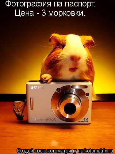 Фотография на паспорт. Цена - 3 морковки.... Котоматрица: Фотография на паспорт. Цена - 3 морковки.