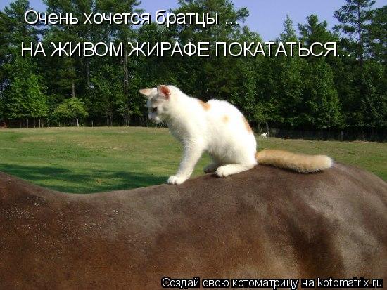 Очень хочется братцы ... НА ЖИВОМ ЖИРАФЕ ПОКАТАТЬСЯ...... Котоматрица: Очень хочется братцы ... НА ЖИВОМ ЖИРАФЕ ПОКАТАТЬСЯ...