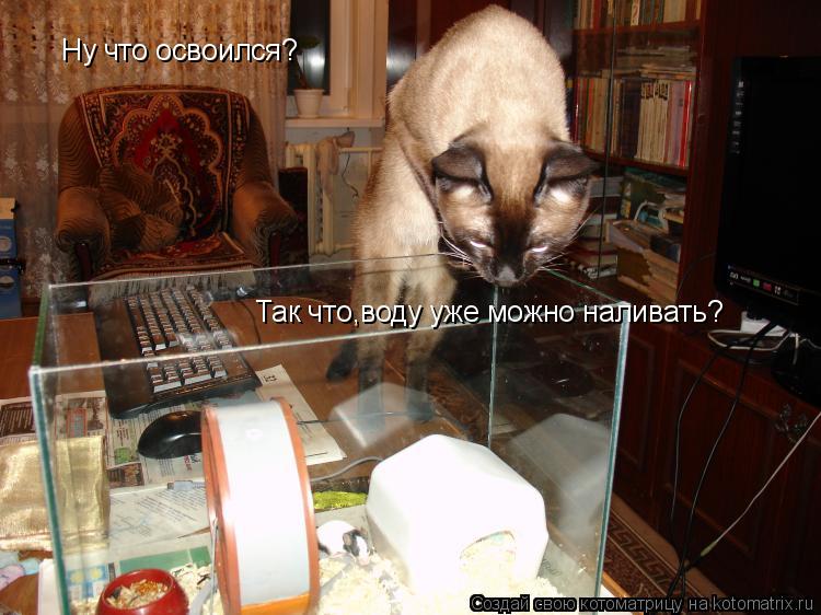 Ну что освоился? Так что,воду уже можно наливать?... Котоматрица: Ну что освоился? Так что,воду уже можно наливать?