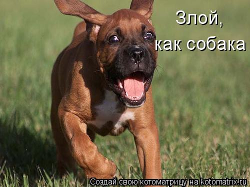 Котоматрица: Злой, как собака