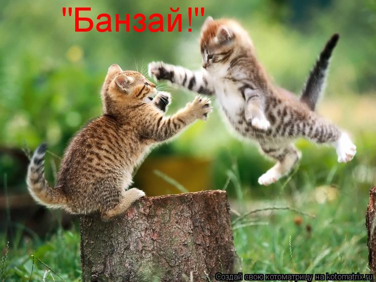 "Банзай!"... Котоматрица: "Банзай!"