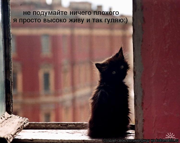 не подумайте ничего плохого я просто высоко живу и так гуляю:)... Котоматрица: не подумайте ничего плохого я просто высоко живу и так гуляю:)