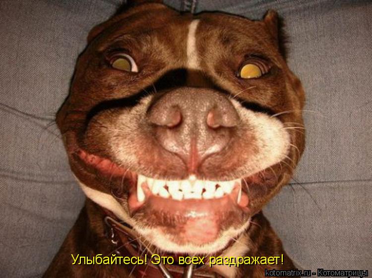 Улыбайтесь! Это всех раздражает!... Котоматрица: Улыбайтесь! Это всех раздражает!