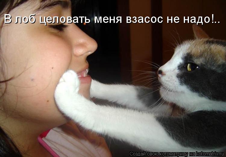 В лоб целовать меня взасос не надо!..... Котоматрица: В лоб целовать меня взасос не надо!..