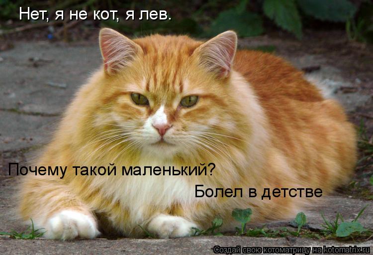 Котоматрица: Нет, я не кот, я лев. Почему такой маленький? Болел в детстве