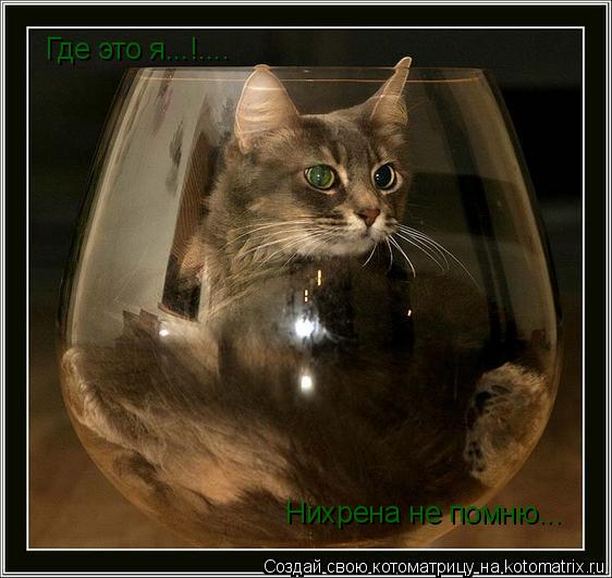 Где это я...!.... Нихрена не помню...... Котоматрица: Где это я...!.... Нихрена не помню...