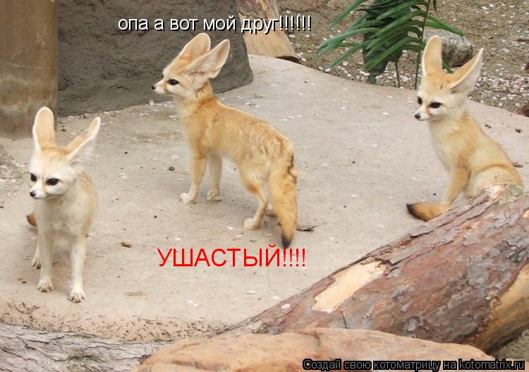 опа а вот мой друг!!!!!! УШАСТЫЙ!!!!... Котоматрица: опа а вот мой друг!!!!!! УШАСТЫЙ!!!!