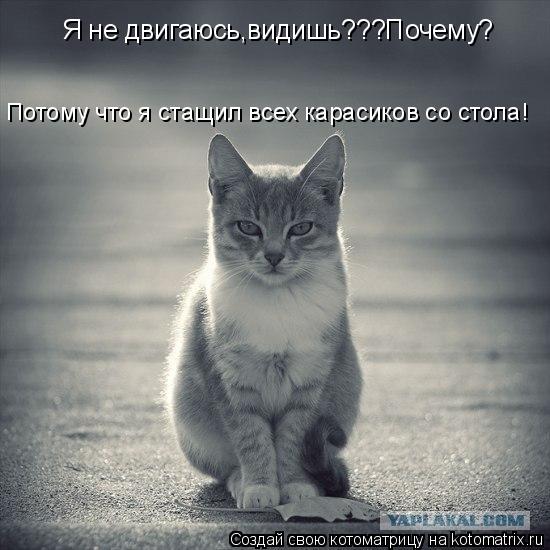 Я не двигаюсь,видишь???Почему? Потому что я стащил всех карасиков со стола!... Котоматрица: Я не двигаюсь,видишь???Почему? Потому что я стащил всех карасиков со стола!