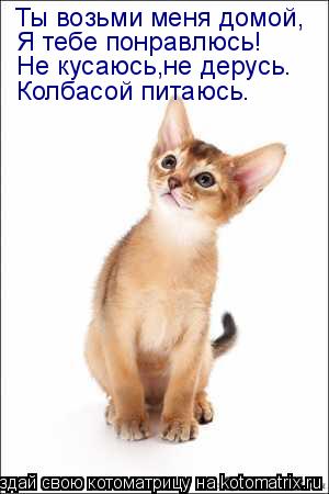 Ты возьми меня домой, Не кусаюсь,не дерусь. Колбасой питаюсь. Я тебе понравлюсь!... Котоматрица: Ты возьми меня домой, Не кусаюсь,не дерусь. Колбасой питаюсь. Я тебе понравлюсь!