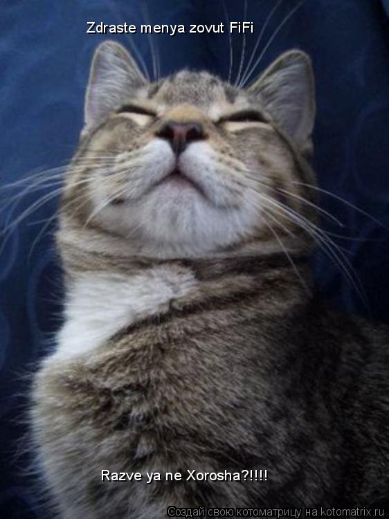 Zdraste menya zovut FiFi Razve ya ne Xorosha?!!!!... Котоматрица: Zdraste menya zovut FiFi Razve ya ne Xorosha?!!!!