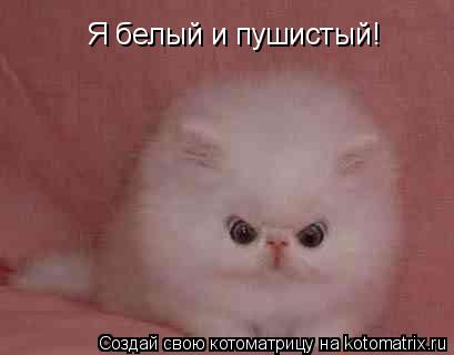 Я белый и пушистый!... Котоматрица: Я белый и пушистый!