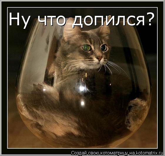 Ну что допился?... Котоматрица: Ну что допился?