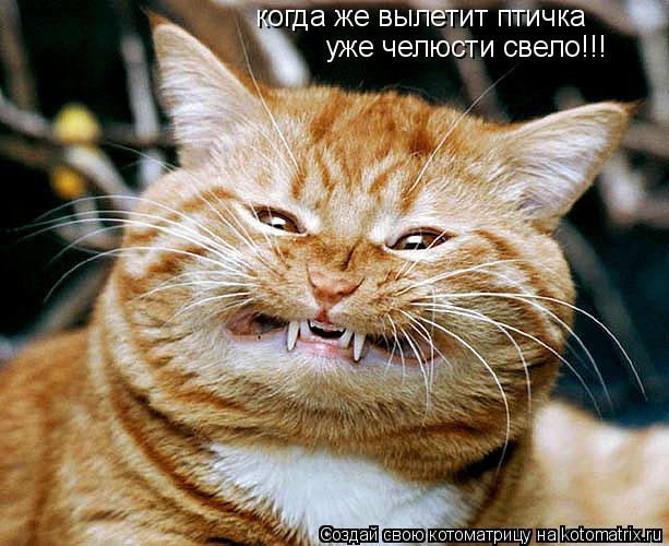 когда же вылетит птичка уже челюсти свело!!!... Котоматрица: когда же вылетит птичка уже челюсти свело!!!