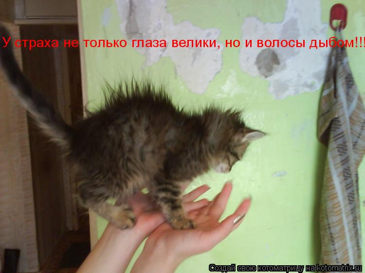 У страха не только глаза велики У страха не только глаза велики, но и волосы дыбом!!!... Котоматрица: У страха не только глаза велики У страха не только глаза велики, но и волосы дыбом!!!