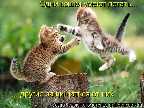 Одни кошки умеют летать... ... другие защищаться от них... Котоматрица: Одни кошки умеют летать... ... другие защищаться от них