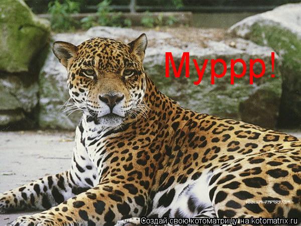Муррр!... Котоматрица: Муррр!