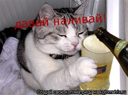 давай наливай!... Котоматрица: давай наливай!
