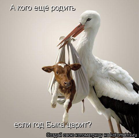 Котоматрица: А кого ещё родить если год Быка царит?