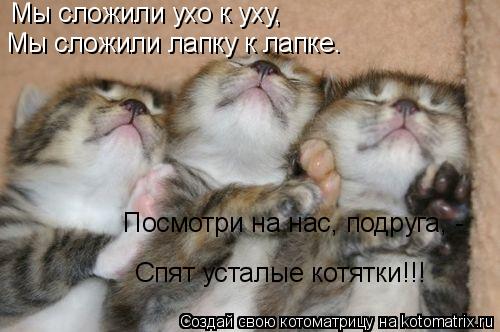 Котоматрица: Мы сложили ухо к уху, Мы сложили лапку к лапке. Посмотри на нас, подруга, - Спят усталые котятки!!!