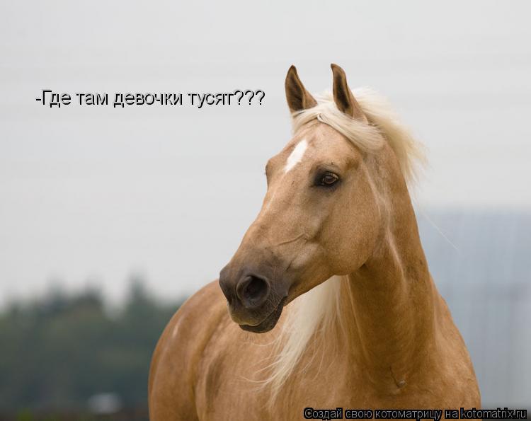 -Где там девочки тусят???... Котоматрица: -Где там девочки тусят???