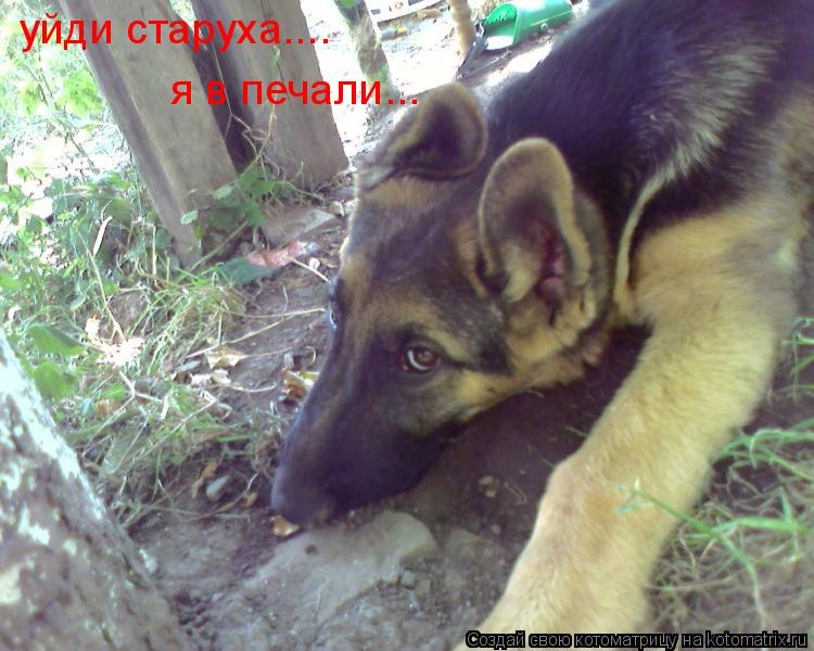 уйди старуха.... я в печали...... Котоматрица: уйди старуха.... я в печали...