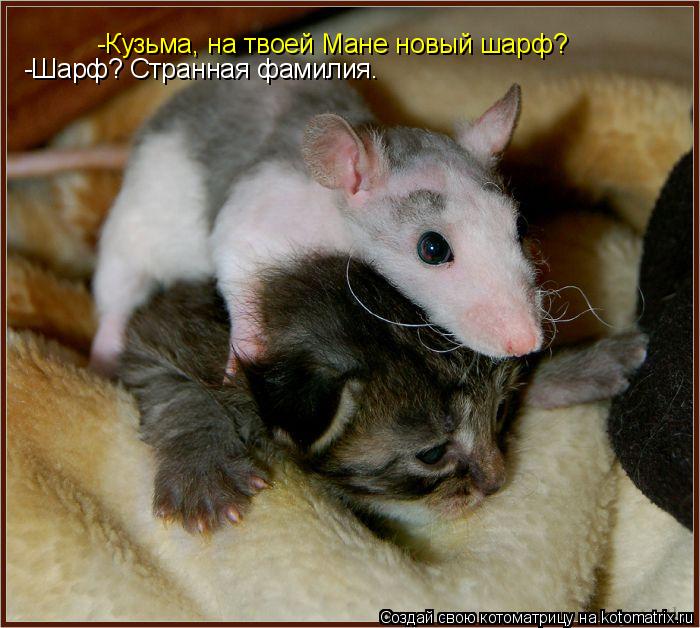 -Кузьма, на твоей Мане новый шарф? -Шарф? Странная фамилия.... Котоматрица: -Кузьма, на твоей Мане новый шарф? -Шарф? Странная фамилия.