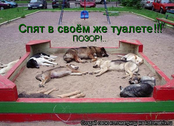 Спят в своём же туалете!!! ПОЗОР!..... Котоматрица: Спят в своём же туалете!!! ПОЗОР!..