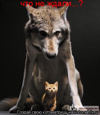что не ждали...?... Котоматрица: что не ждали...?