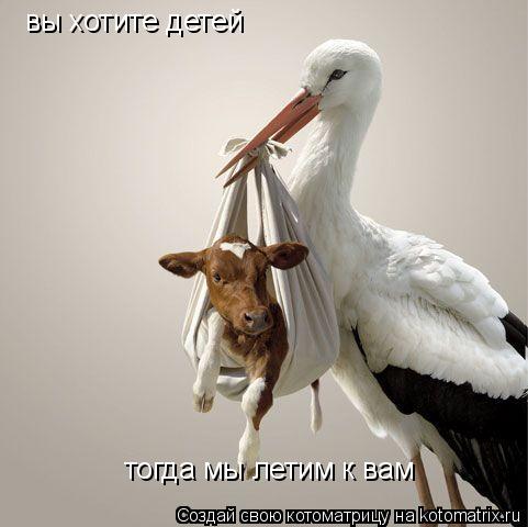вы хотите детей тогда мы летим к вам... Котоматрица: вы хотите детей тогда мы летим к вам