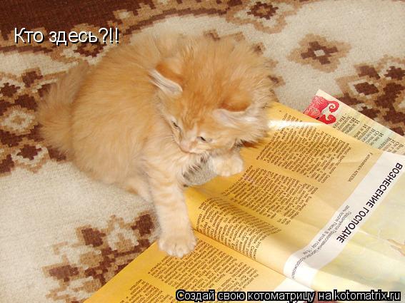 Кто здесь?!!... Котоматрица: Кто здесь?!!