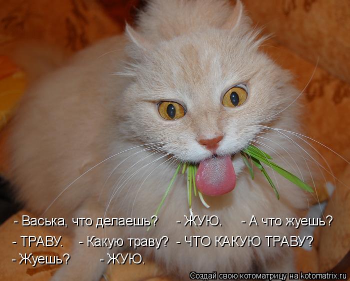 - Васька, что делаешь? - ЖУЮ. - А что жуешь? - ТРАВУ. - Какую траву? - ЧТО КАКУЮ ТРАВУ? -... Котоматрица: - Васька, что делаешь? - ЖУЮ. - А что жуешь? - ТРАВУ. - Какую траву? - ЧТО КАКУЮ ТРАВУ? - Жуешь? - ЖУЮ…
