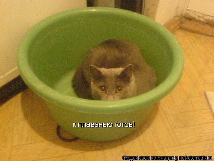 к плаванью готов!... Котоматрица: к плаванью готов!