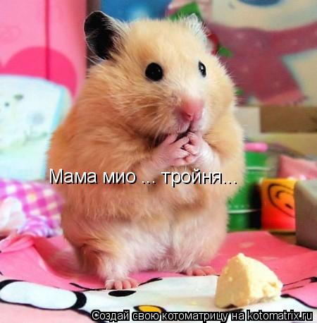 Мама мио ... тройня...... Котоматрица: Мама мио ... тройня...