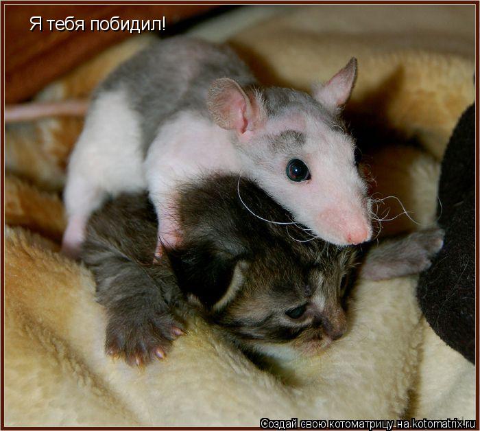 Я тебя побидил!... Котоматрица: Я тебя побидил!