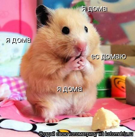 Котоматрица: я дома я дома я дома ес домаю
